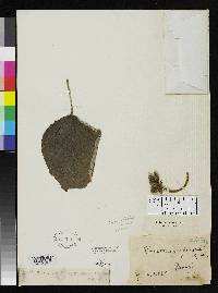 Pourouma tomentosa subsp. apiculata image