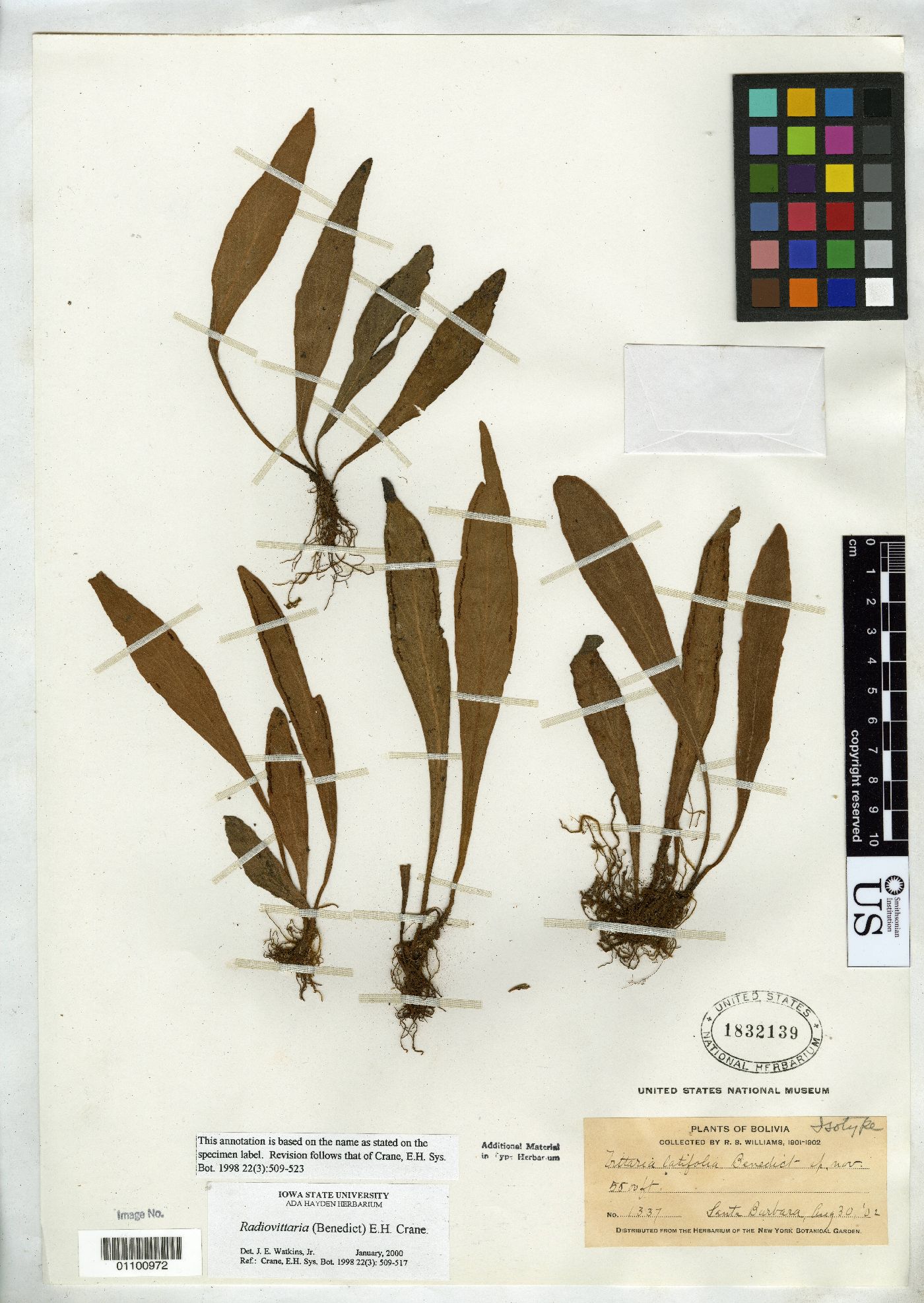 Vittaria latifolia image