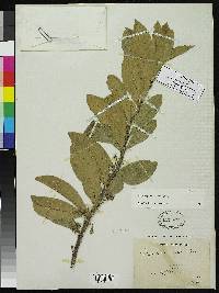 Daphnopsis fasciculata image