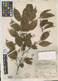 Prunus cornifolia image