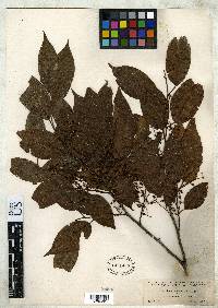 Prunus cornifolia image