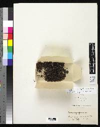 Image of Saxifraga magellanica