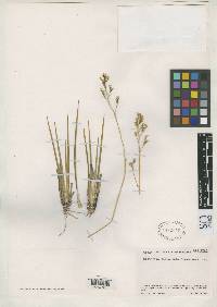Image of Nietneria paniculata