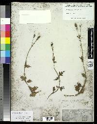 Image of Verbena hispida