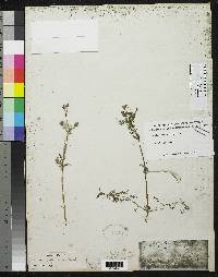 Image of Calceolaria pinnata