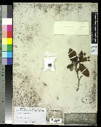Image of Solanum amblophyllum