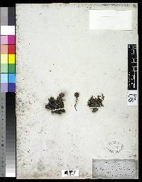 Valeriana globularis image