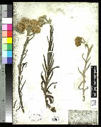 Image of Gnaphalium dombeyanum