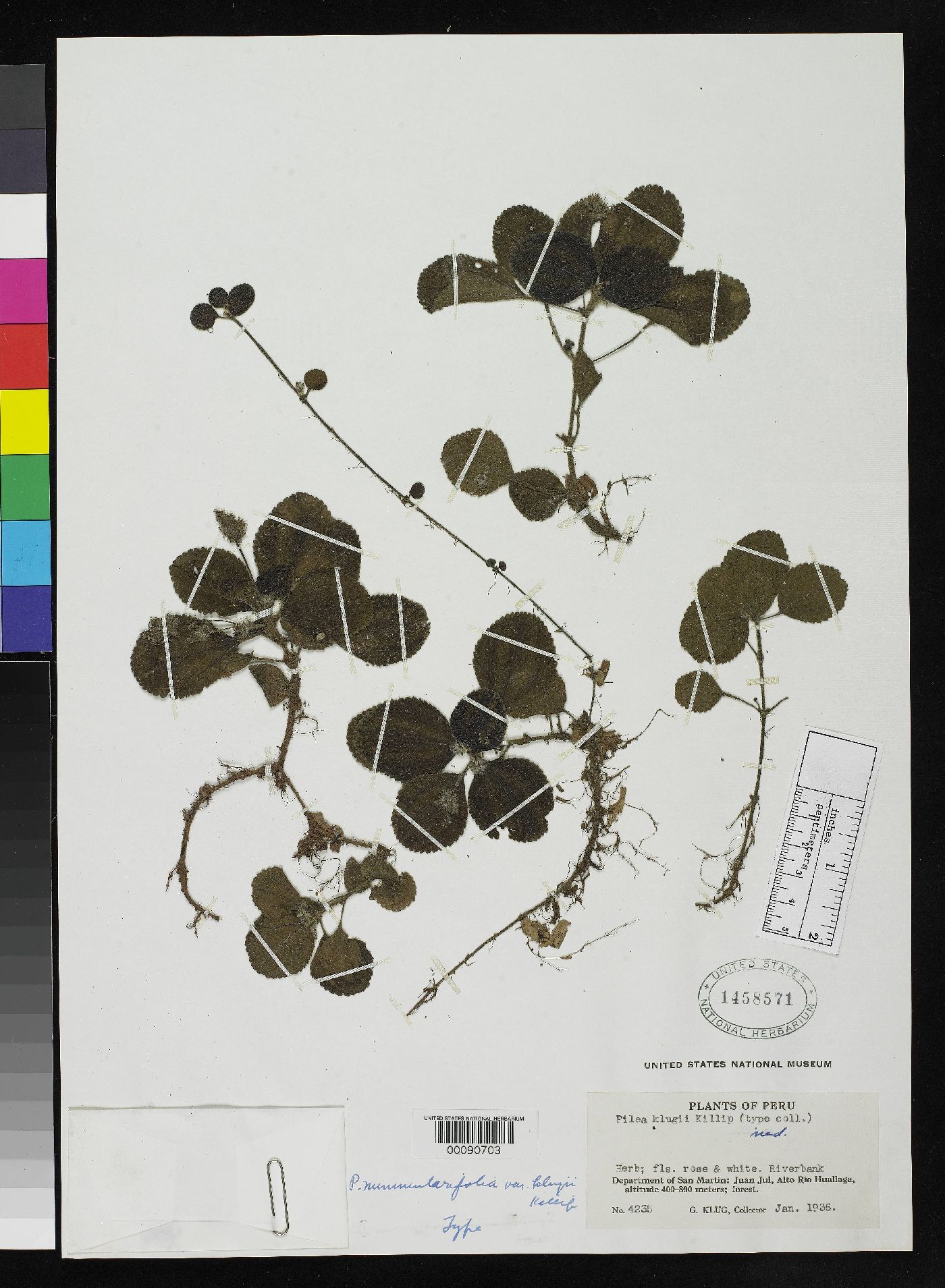Pilea nummulariifolia image