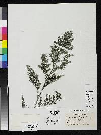 Image of Pilea myriophylla