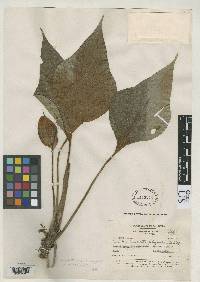 Image of Anthurium antrophyoides