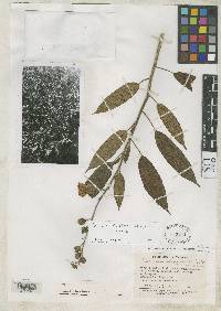 Image of Pavonia rhizophorae