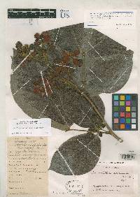 Cassia loretensis image