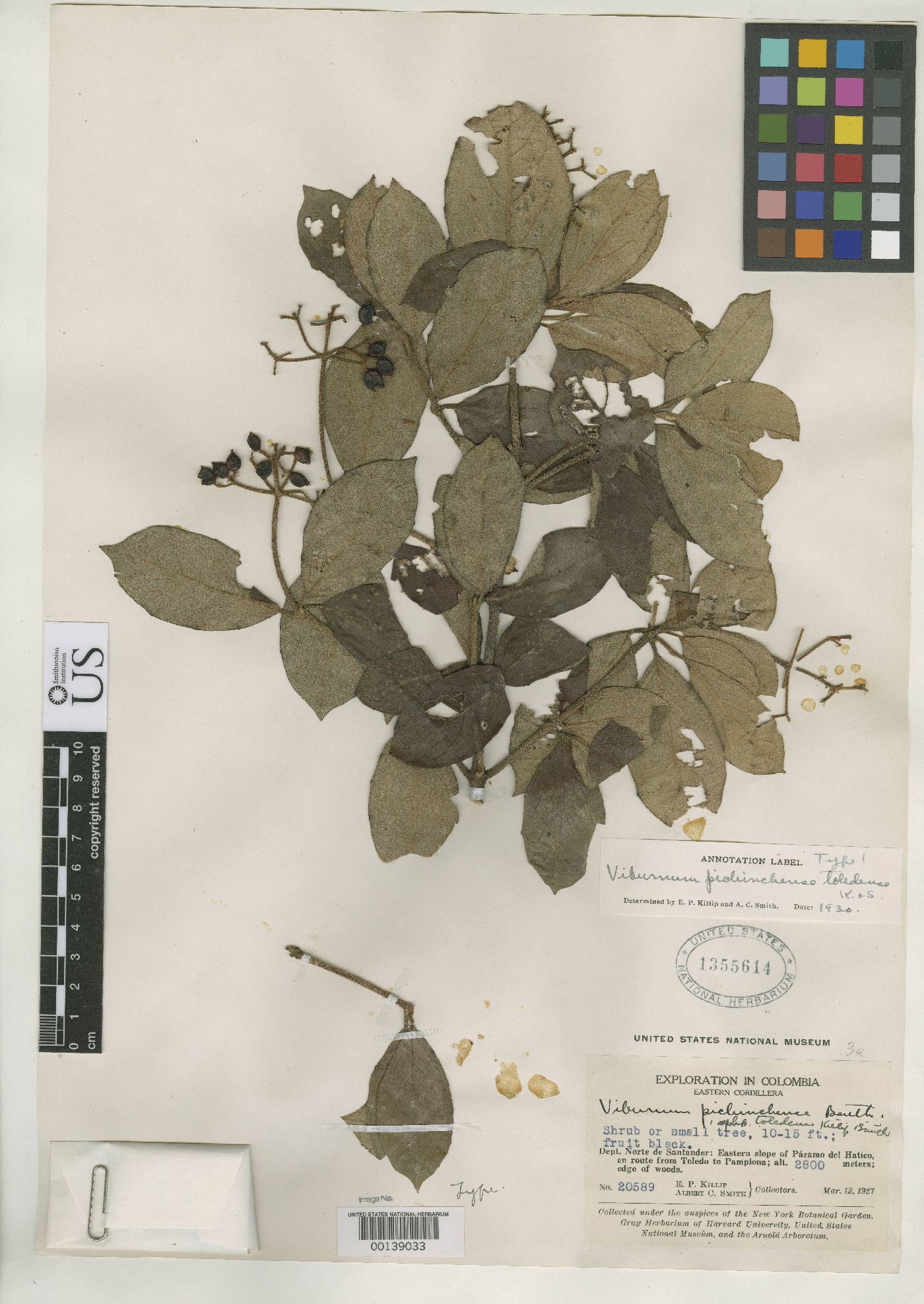 Viburnum pichinchense image