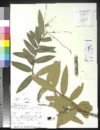 Cynophalla sclerophylla image