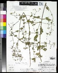 Image of Fleischmannia guatemalensis