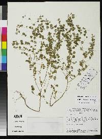 Image of Phyllanthus atalaiensis