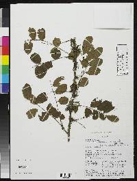 Image of Phyllanthus awaensis
