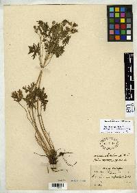 Geranium sepalo-roseum image