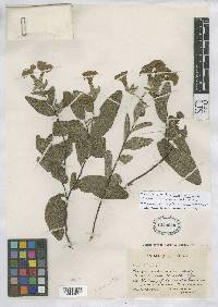 Cordia varronifolia image