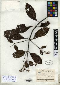 Image of Cinchona lancifolia