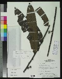 Pseudoxandra borbensis image