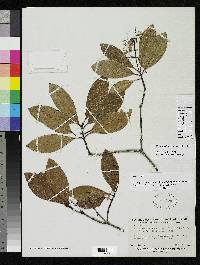 Retiniphyllum maguirei image