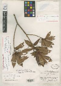 Image of Grammadenia acuminata