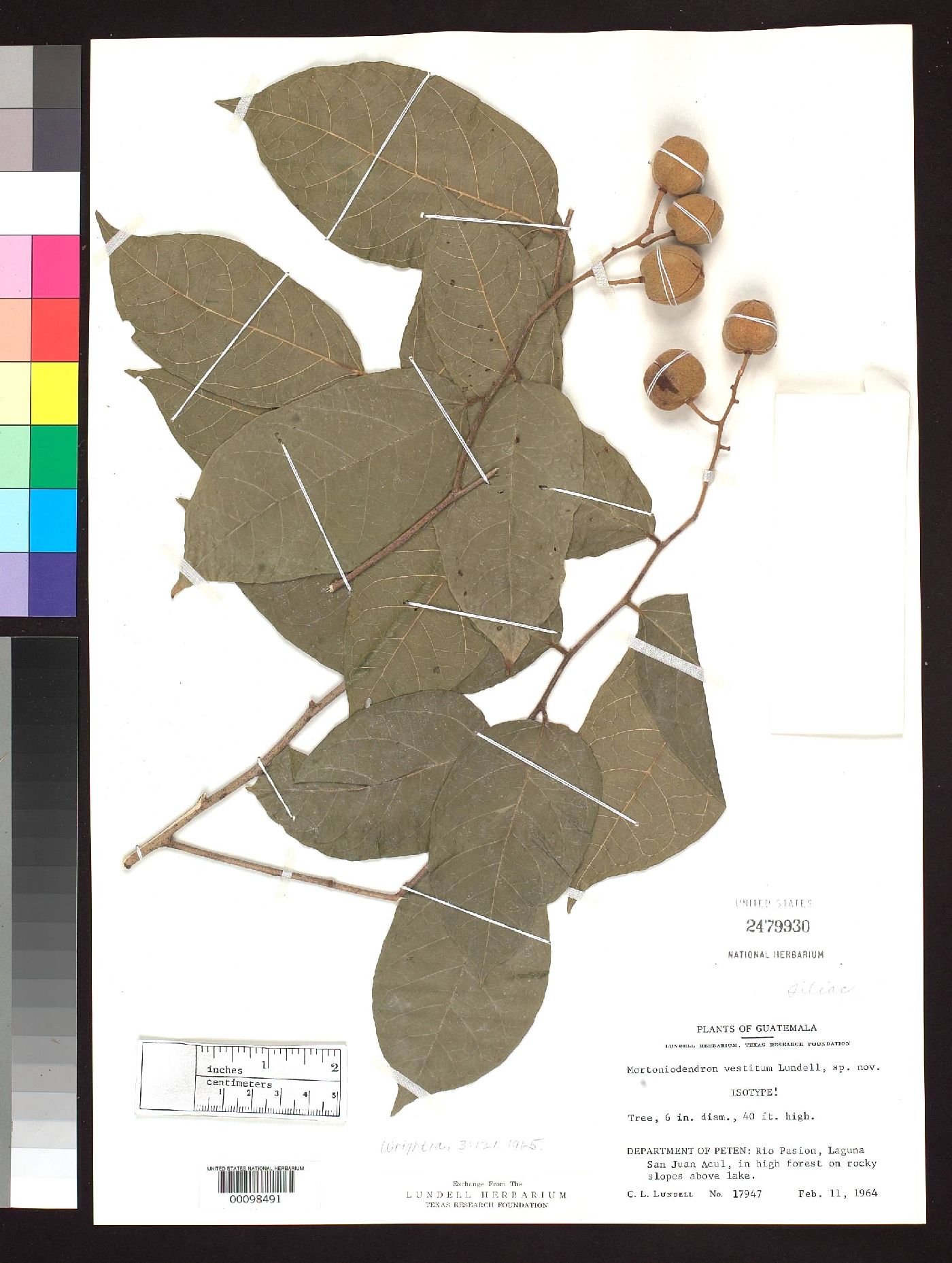 Mortoniodendron vestitum image
