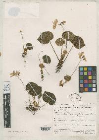 Begonia itatiaiensis image