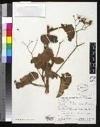 Begonia kuhlmannii image