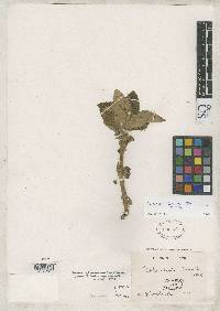 Image of Calceolaria lanata