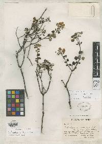 Image of Calceolaria rotundifolia