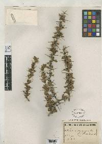 Berberis chrysacantha image