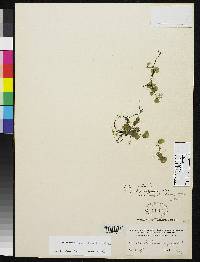 Trichomanes rhipidophyllum image