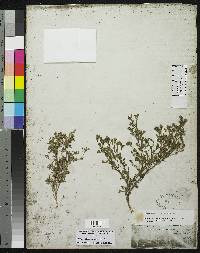 Image of Stylosanthes viscosa