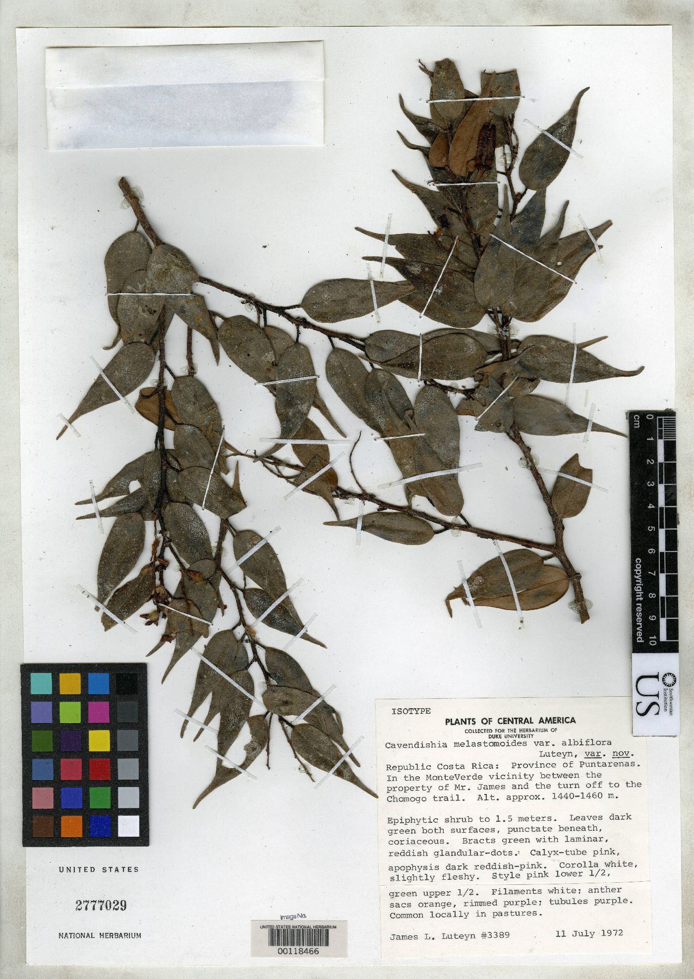Cavendishia melastomoides var. albiflora image