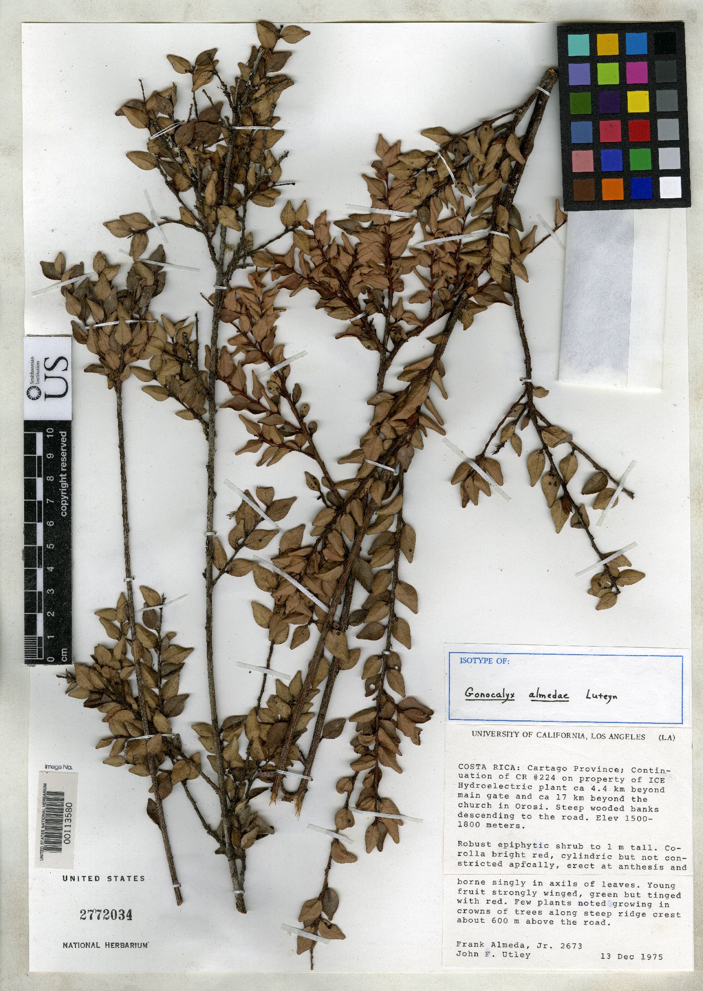 Gonocalyx almedae image