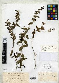 Image of Galvezia lanceolata
