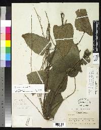 Image of Dioscorea hondurensis