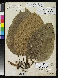 Coussapoa villosa subsp. villosa image