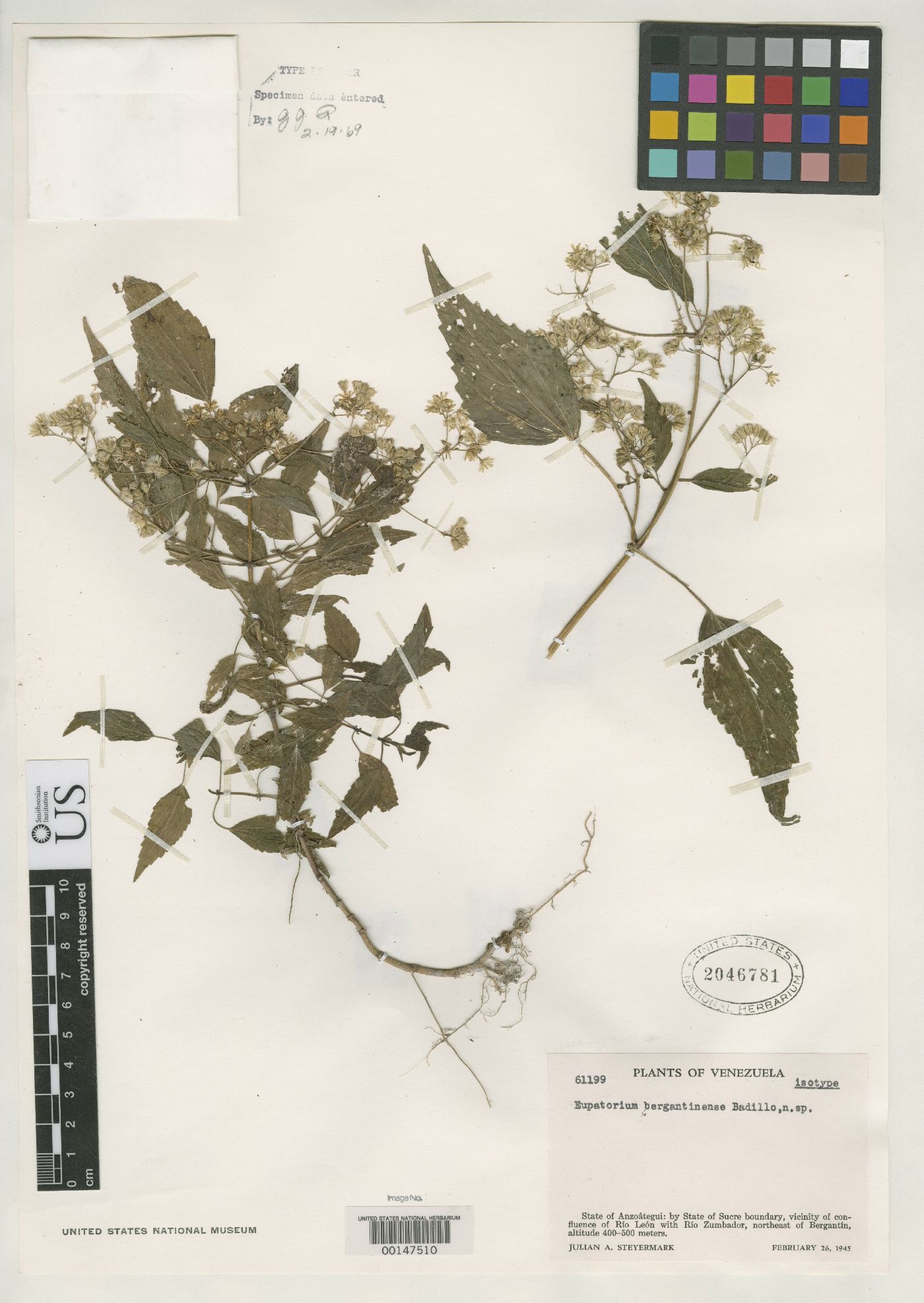 Fleischmannia bergantinensis image
