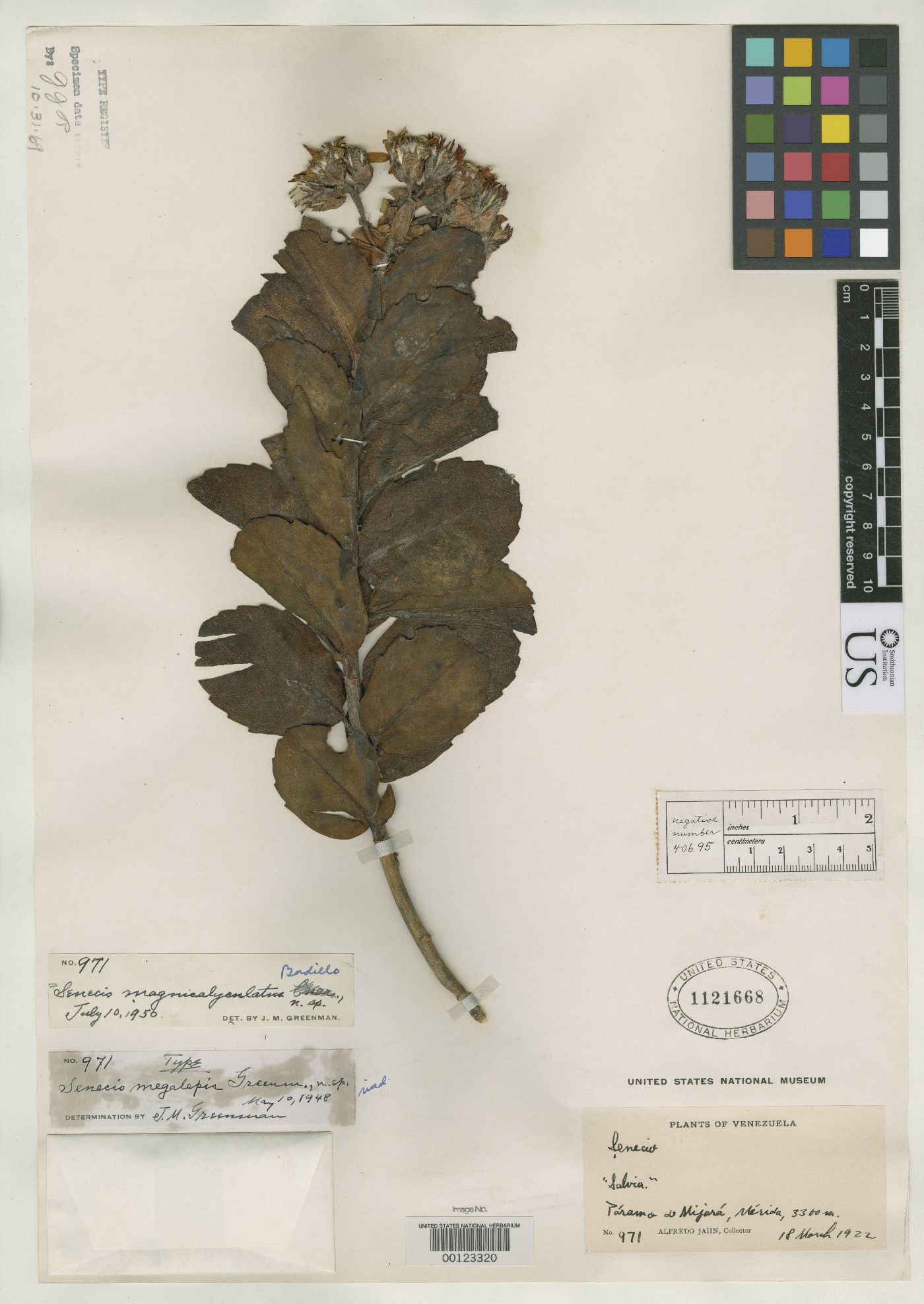 Monticalia magnicalyculata image