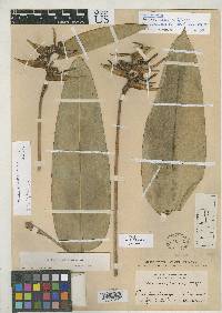 Image of Heliconia crassa