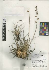 Dyckia stenophylla image