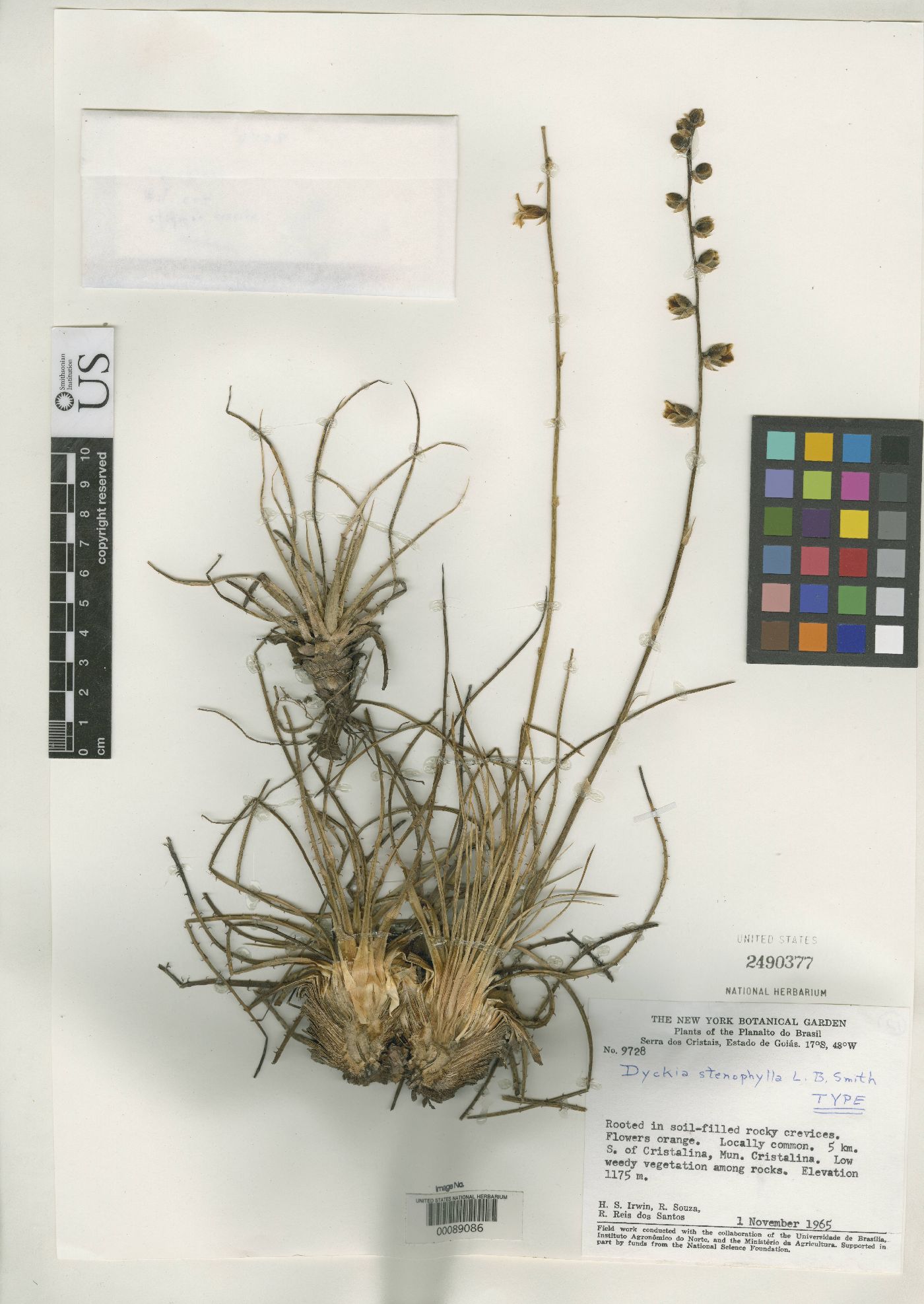 Dyckia stenophylla image