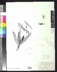 Image of Pitcairnia oblongifolia