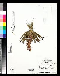 Image of Barbacenia aurea