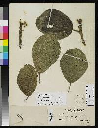Coussapoa asperifolia subsp. asperifolia image