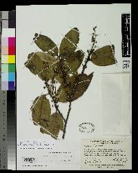 Image of Prunus littlei